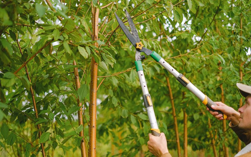 Tree trimming in Auburn, NE