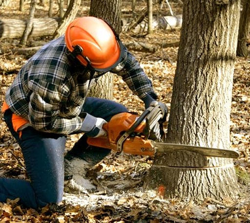 Tree Removal in Auburn, NE
